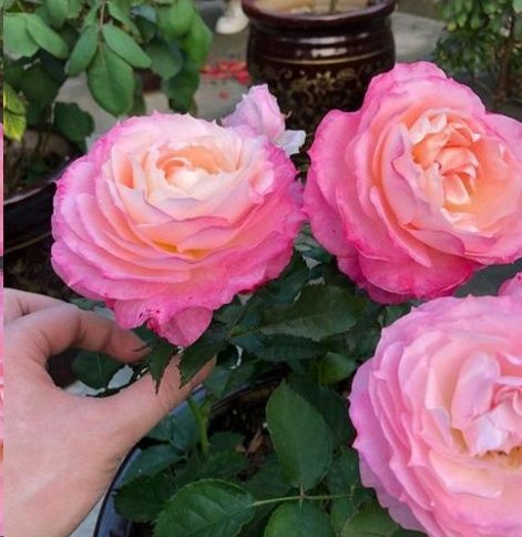 海神王月季耐热吗