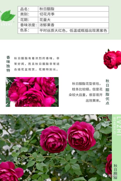 秋日胭脂月季图片