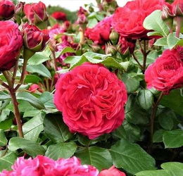 开花最勤的月季花品种