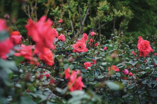 绯扇是最大的月季吗