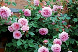 藤本和灌木月季的区别