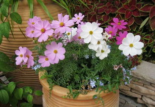 适合夏季阳台养的花