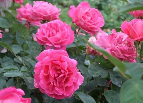 这3种花,阳台养一盆,四季都开花,颜值不输牡丹,值得拥有 月季