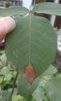 月季光长枝条不长花苞怎么办