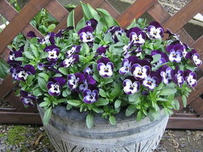 十种最好养的地栽草花