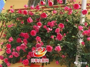 藤本月季品种 多季节勤花好养 阳台地栽都是美美滴