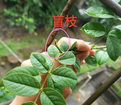 月季为啥只长叶子不开花