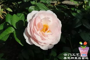 我的心月季耐晒吗