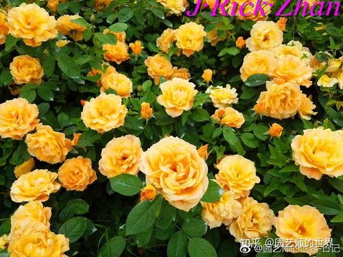 如何打造大花月季花园