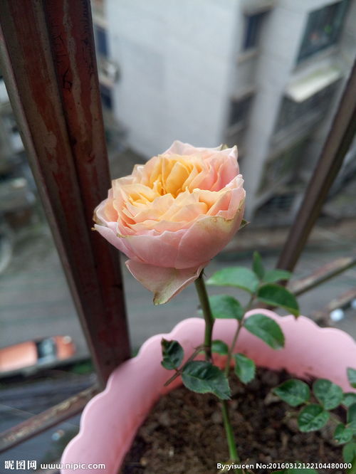 月季温柔珊瑚心图片