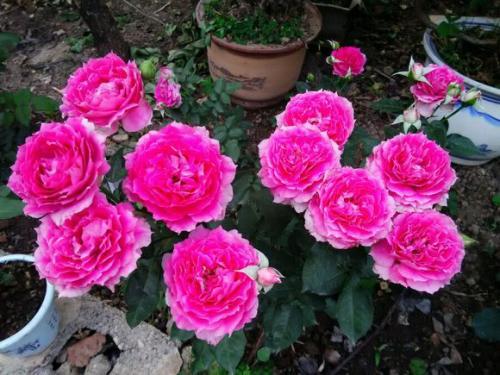 天方夜谭月季好还是海神王好