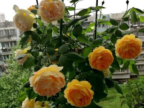 黄金庆典适合地栽吗