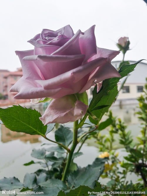 蓝色飓风和蓝色风暴月季