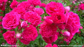 藤本月季与蔷薇花的区别