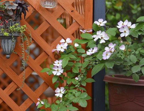 内阳台适合种什么花