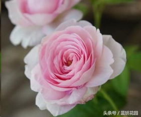 不可错过的经典灌木月季品种介绍