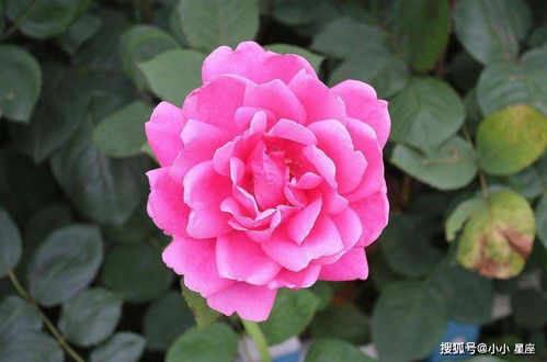 爱拉绒球月季花图片