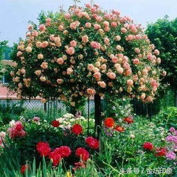 哪些月季适合做成棒棒糖