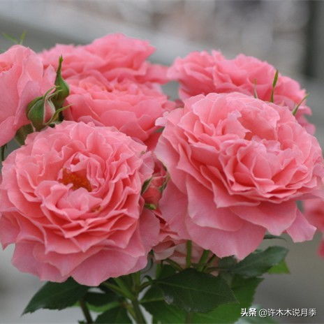 珊瑚果冻优缺点