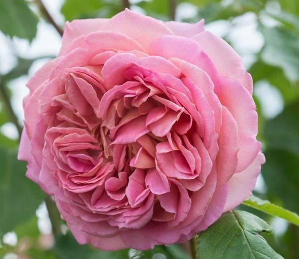 月季最香的十大品种