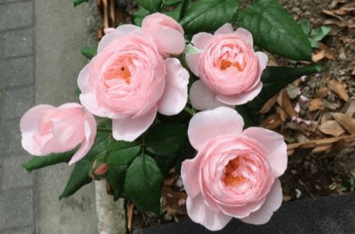 娜荷马月季的缺点