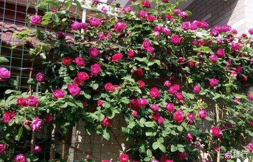 抗病最好的月季排名