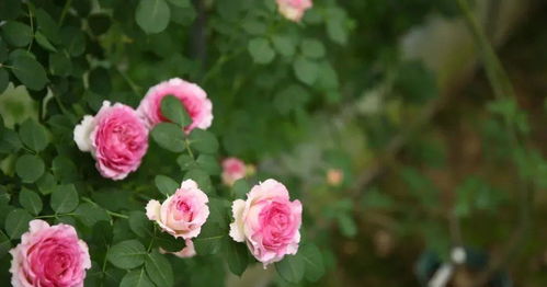 手被月季刺扎了怎么办