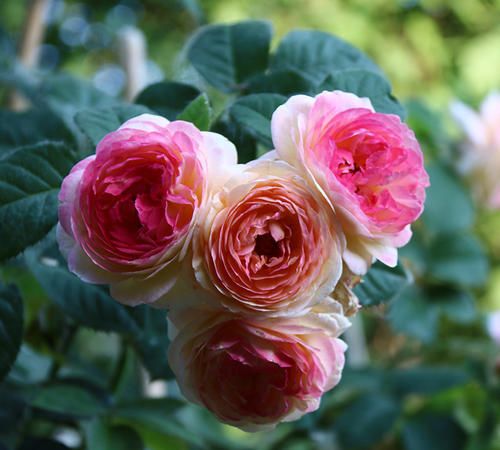 月季詹森品种特点