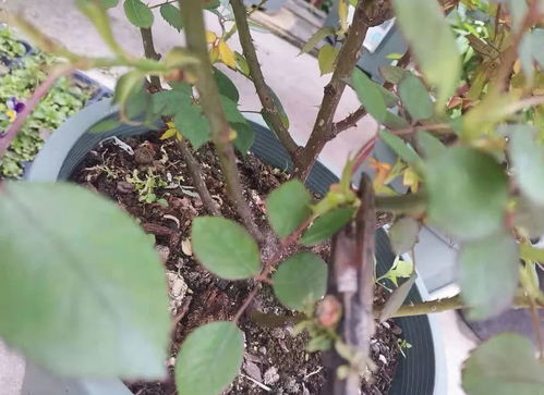 月季长花苞后,把这些叶子和枝条剪掉,开花大了,病虫害少了 腾讯新闻