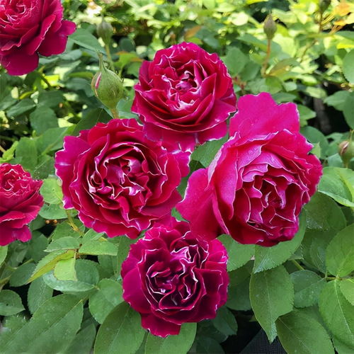 黄金庆典和夏洛特夫人的区别