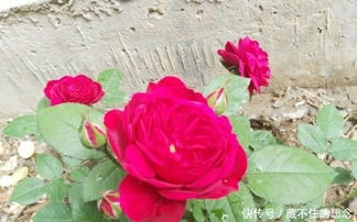 红色达芬奇的优缺点