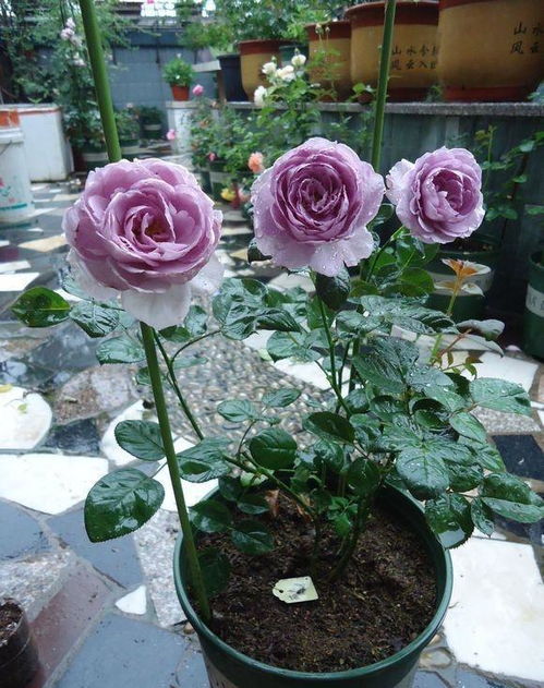 蓝色风暴和紫霞仙子月季区别