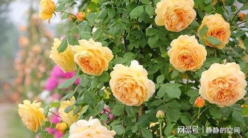 爬藤能力最强的月季