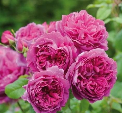 长势快的灌木月季