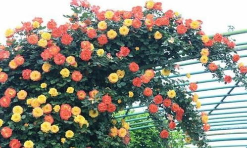 家里必养4种花,好养又漂亮,开满整个花盆,快养起来吧 开花