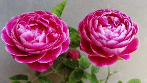 什么品种月季四季开花