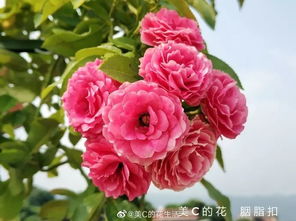 月季胭脂扣图片