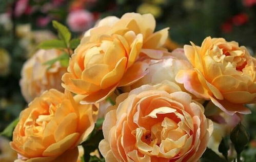 黄金庆典月季优缺点月季的优缺点