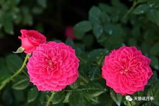 天狼月季和虹越家月季区别