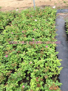 粉多头是灌木还是藤本