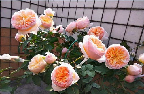 适合阳台种植的月季品种