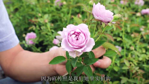 天狼说月季的个人频道
