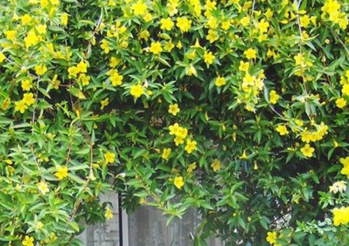 耐阴又开花的爬藤植物