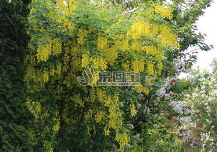 黄色爬藤植物商用正版图片下载 图片ID 1527491 花草树木 正版图片