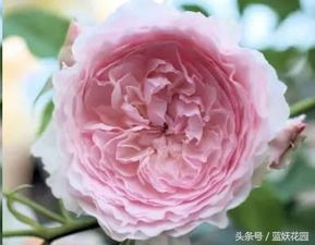 灌木优秀月季品种