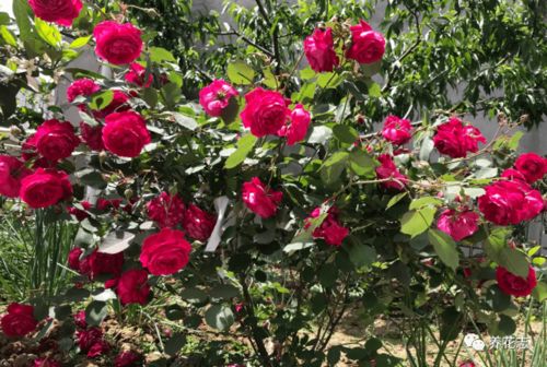 中国古老月季品种哪个好