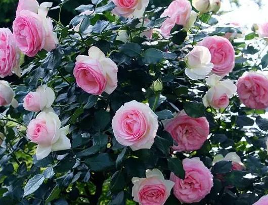 花期长的爬藤月季