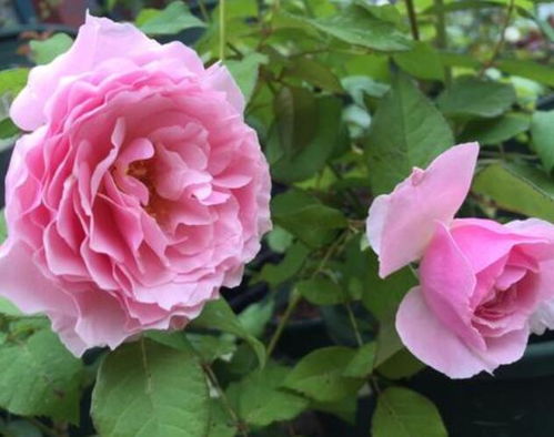 最值得入手的大花月季品种