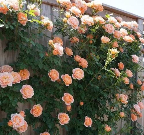 新栽的爬藤月季什么时候开花