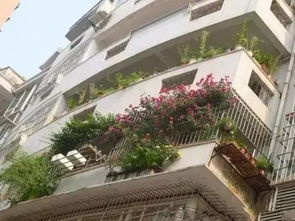 适合阳台种植的大型植物